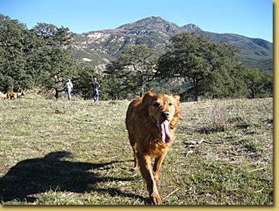 An Eagle In The Pines Vacation Cabin Rental In Julian Ca